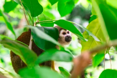 Monkey sitting on tree behind leaves in jungle Stock Photos