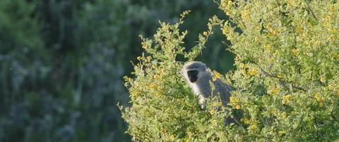 Monkey sitting on tree branch in an African savanna Video stock 105460568