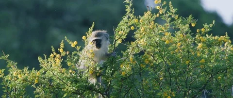 Monkey sitting on tree branch in an African savanna Stock Footage 105460971