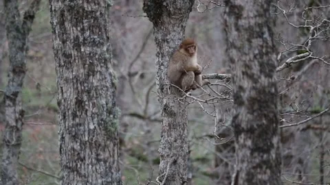 Monkey sitting on a tree branch in autumn season Stock Footage 157024707