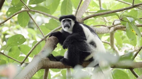 Monkey Sitting on a Tree Branch, Close Up Portrait in Forest Trees in Stock Footage 282794059