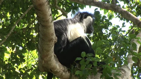 Monkey Sitting on Tree Branch Colobus Monkey Stock Footage 138147229