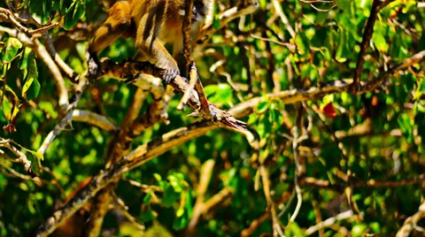 Monkey sitting on a tree branch Video stock 37158563