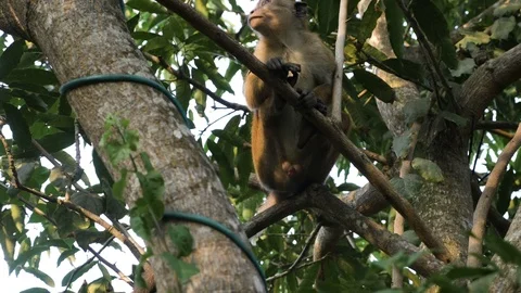 Monkey sitting on tree branch Stock Footage 71564357