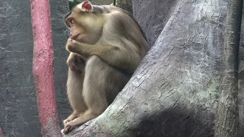 Monkey sitting on a tree branch Stock Footage 100349855