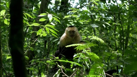 Monkey Sitting on Tree Branch Stockbeeldmateriaal 117147756