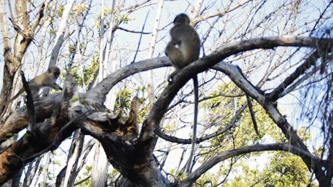 A monkey sitting on a tree branch Stock Footage 155397133