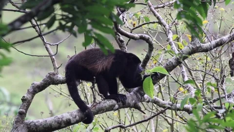 A monkey is sitting on a tree branch Stock Footage 272657121