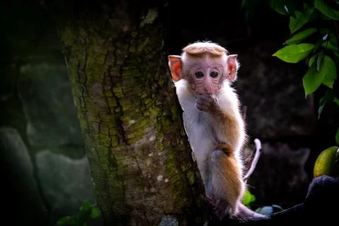 A monkey sitting on a tree branch with its mouth open Stock Photos
