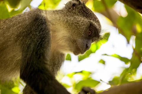 Monkey sitting on a tree branch, Jozani forest Zanzibar Stock Photos