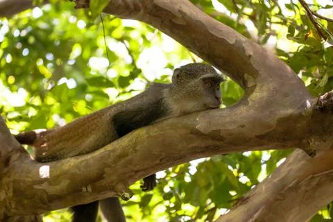 Monkey sitting on a tree branch, Jozani forest Zanzibar Stock Photos