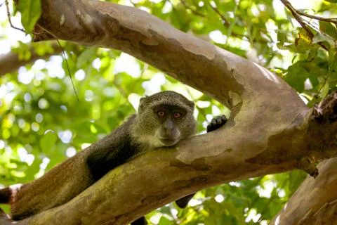 Monkey sitting on a tree branch, Jozani forest Zanzibar Foto stock