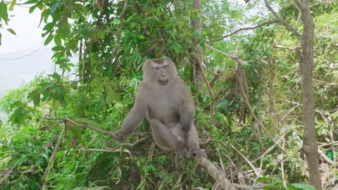 Monkey is sitting on tree branch in jungle Stock Footage 284252966