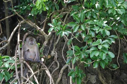 Monkey Sitting on Tree Branch in Lush Green Foliage Jungle Scene Stock Photos