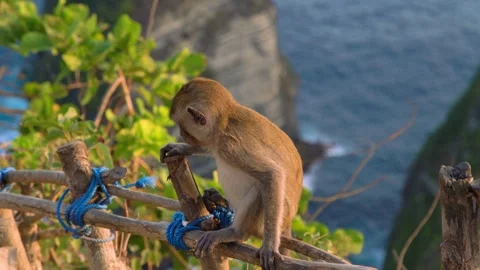 Monkey sitting on a tree branch in Monkey Island, Bali. Stock Footage 273144842