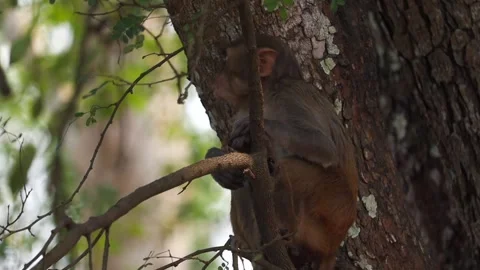 Monkey sitting on tree branch in natural forest Stock Footage 332611834
