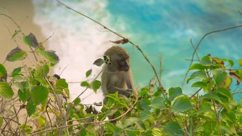 Monkey sitting on a tree branch overlooking a body of water on Monkey Island. Stock Footage 273145170