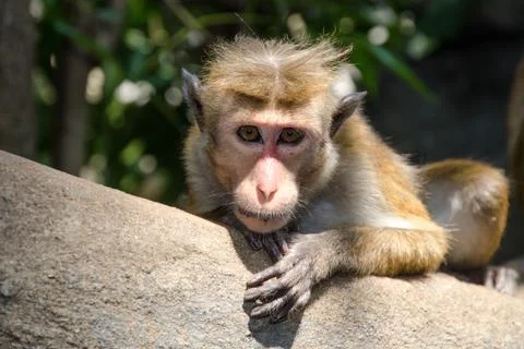 Monkey sitting on a tree branch Stock Photos