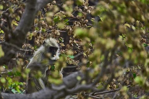 A monkey is sitting on the tree branch Stock Photos