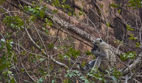 A monkey is sitting on the tree branch Stock Photos