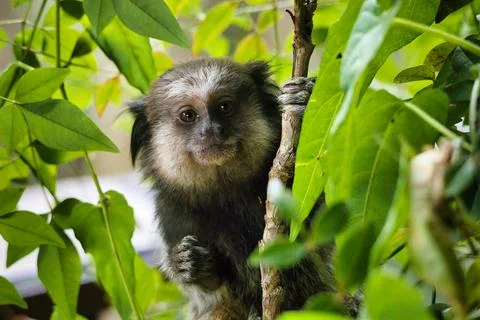 A monkey is sitting on a tree branch Stock Photos