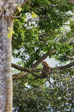 A monkey is sitting on a tree branch Stock Photos