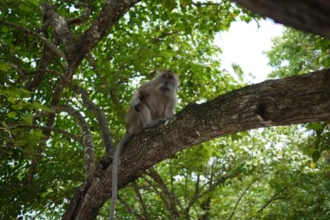 Monkey sitting on a tree branch Stock Photos