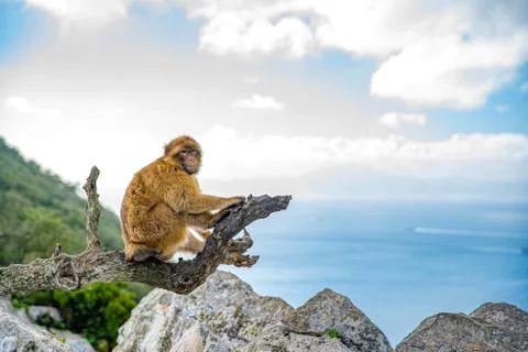 Monkey sitting on a tree branch on a rock on the seacoast Foto stock