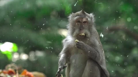 Monkey Sitting on Tree Branch Surprised by First Heavy Snowfall 스톡 동영상 330277147