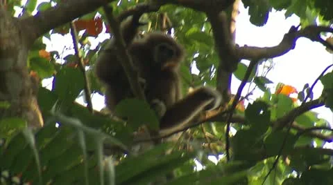 Monkey Sitting in a Tree Stock-Footage 12761594