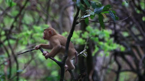 Monkey sitting on the tree. Stock Footage 64067324