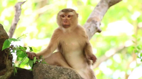 Monkey sitting on the tree. Stock Footage 64067495