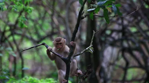Monkey sitting on the tree. Stock Footage 64068097