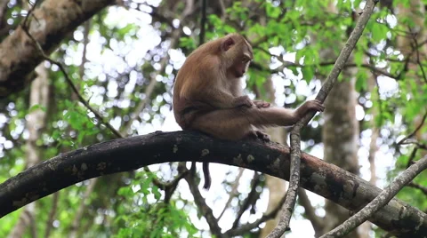 Monkey sitting on the tree. Stock Footage 64068242