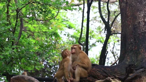 Monkey sitting on the tree. Stock Footage 64068786