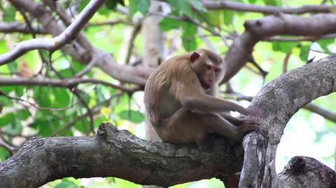 Monkey sitting on the tree. Stock Footage 64069358