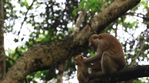 Monkey sitting on the tree. Stock Footage 64069904