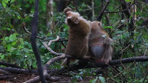 Monkey sitting on the tree. Stock Footage 64069968