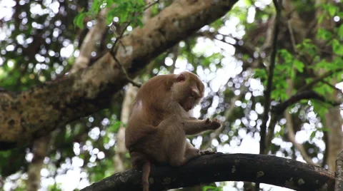 Monkey sitting on the tree. Stock Footage 64070060