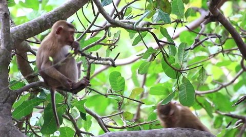 Monkey sitting on the tree. Stock Footage 64070663