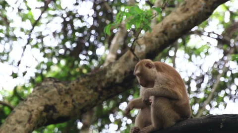 Monkey sitting on the tree. Stock Footage 64072155