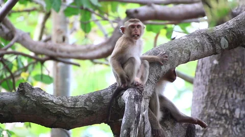 Monkey sitting on the tree. Stock Footage 64084893