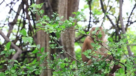 Monkey sitting on the tree. Stock Footage 64085825