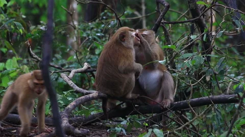 Monkey sitting on the tree. Stock Footage 64085869
