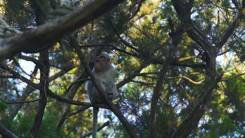 Monkey sitting on a tree Stock Footage 90840519