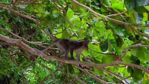 Monkey sitting in tree Stock Footage 97797495