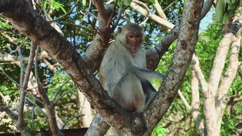 Monkey sitting on tree Stock Footage 103390149