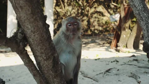 Monkey sitting on tree Stock Footage 132157159