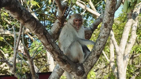 Monkey sitting on tree Stock-Footage 132185988