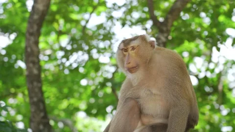Monkey sitting on tree Stock Footage 156816943
